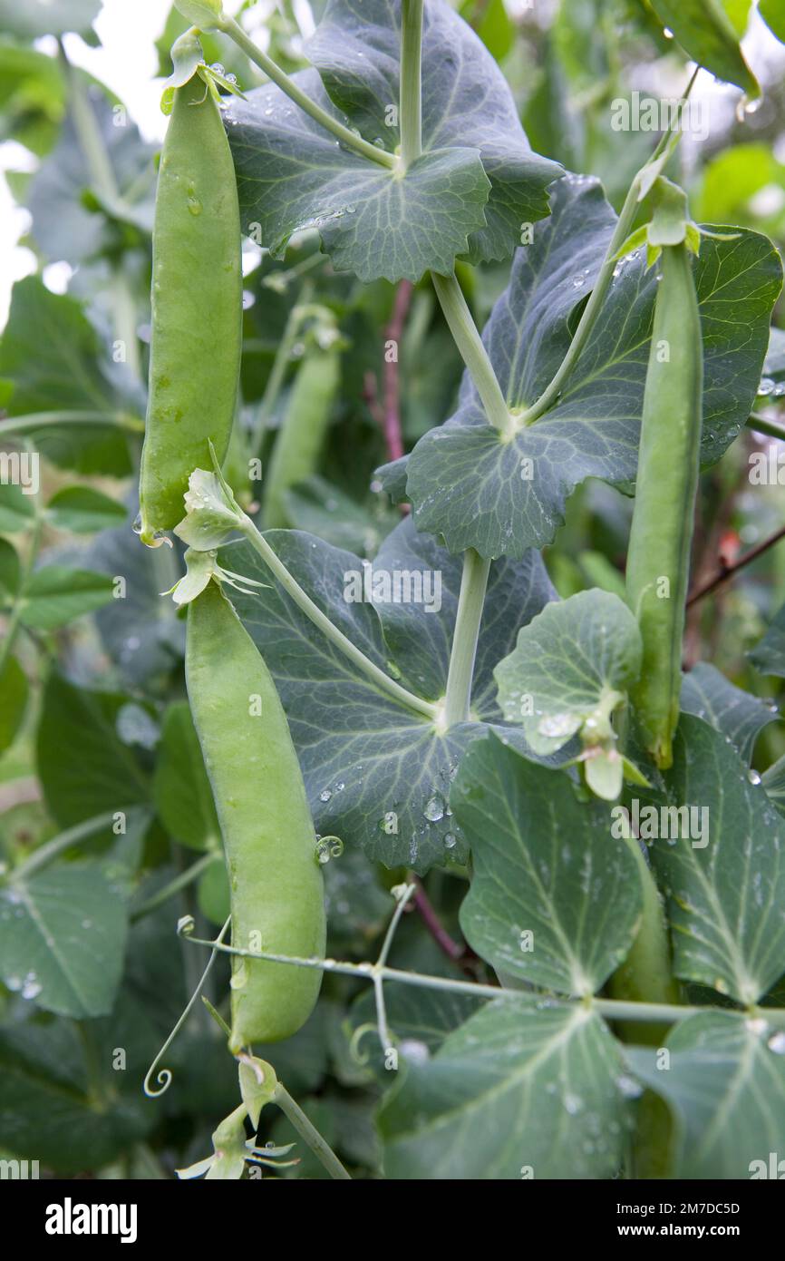 A pea plant growing in a garden on canes adn showing the perfect frsh