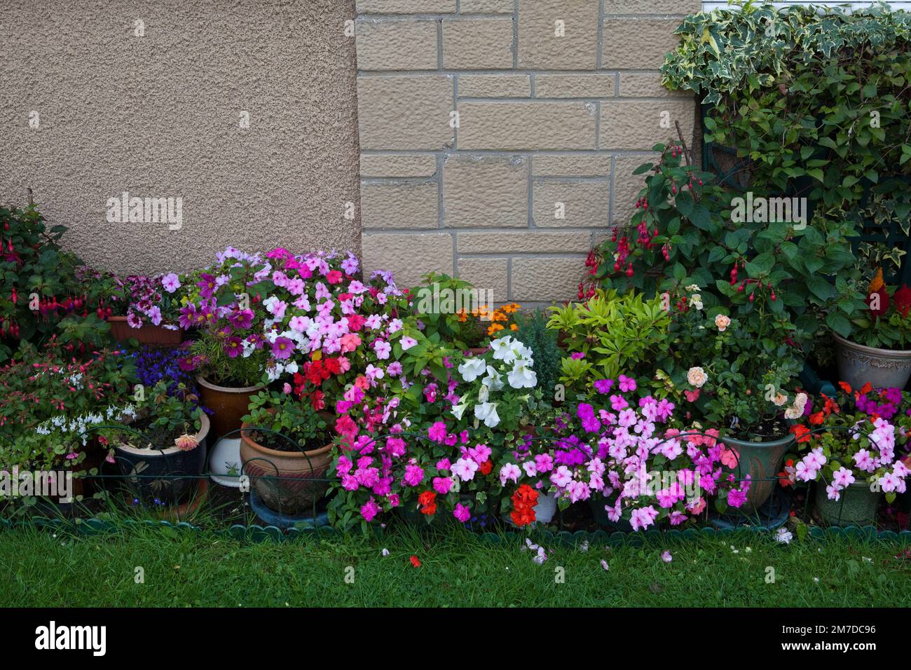 Pot plants flowers and shrubs make a great display outside a house on a typical British housing estate. Stock Photo