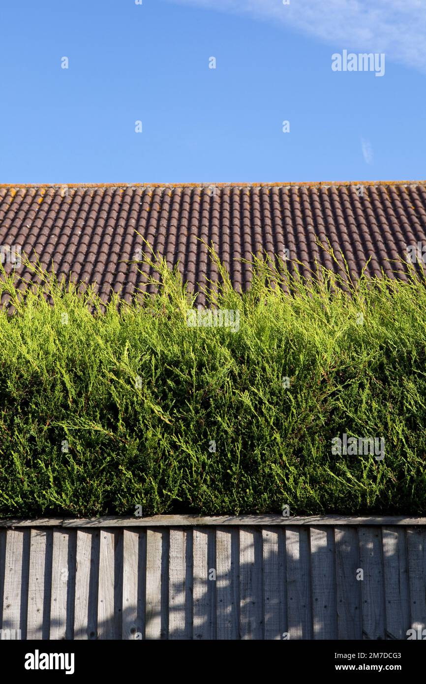 A hedge made from fir tree or lalandi tree set against a fence in a