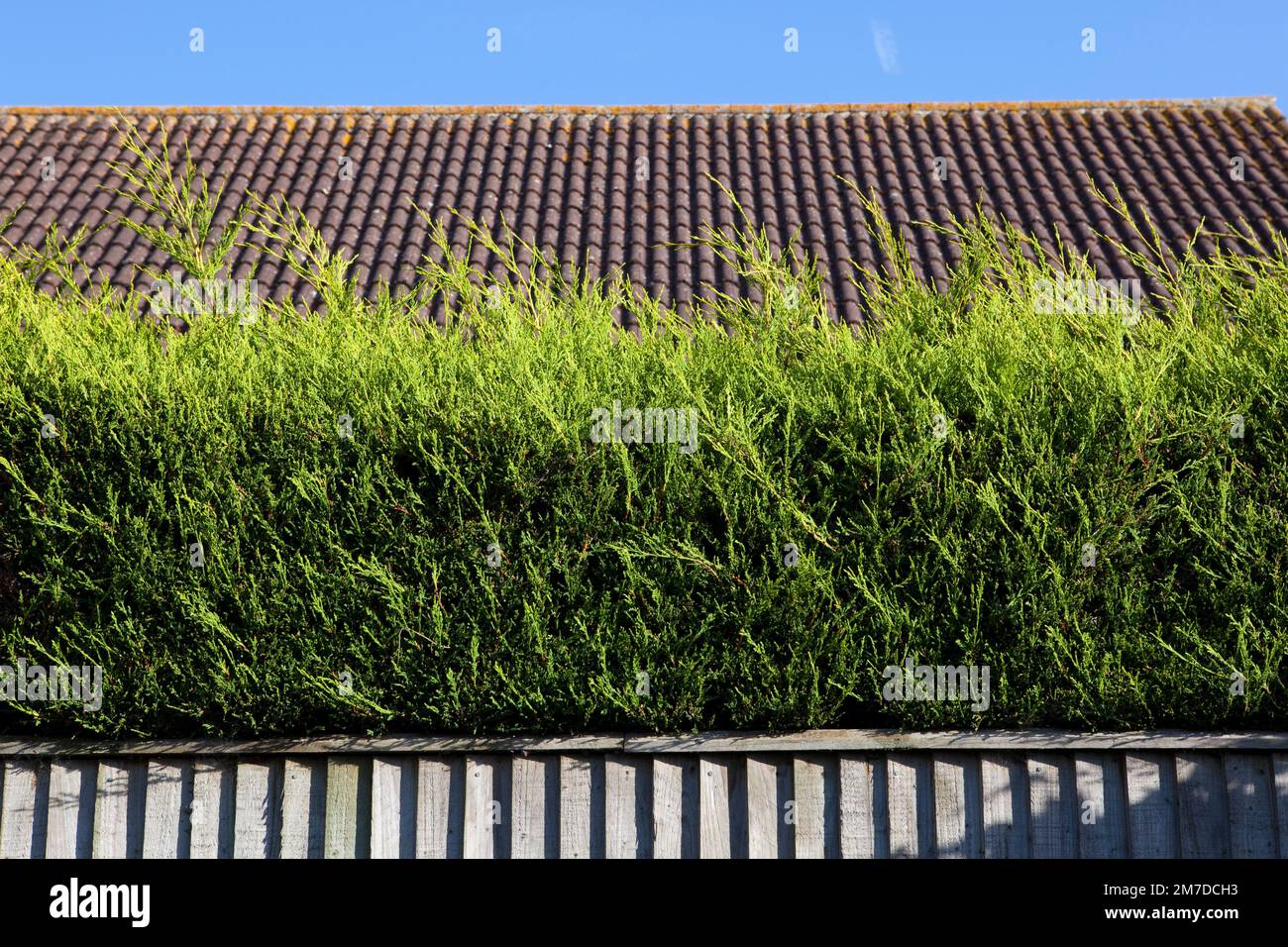 A hedge made from fir tree or lalandi tree set against a fence in a