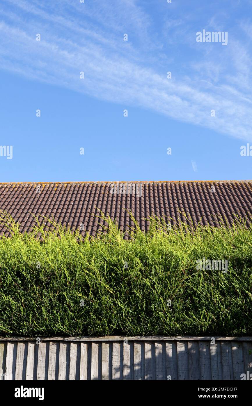 A hedge made from fir tree or lalandi tree set against a fence in a