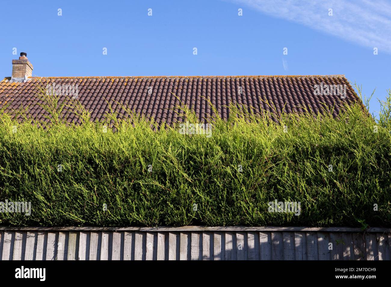 A hedge made from fir tree or lalandi tree set against a fence in a