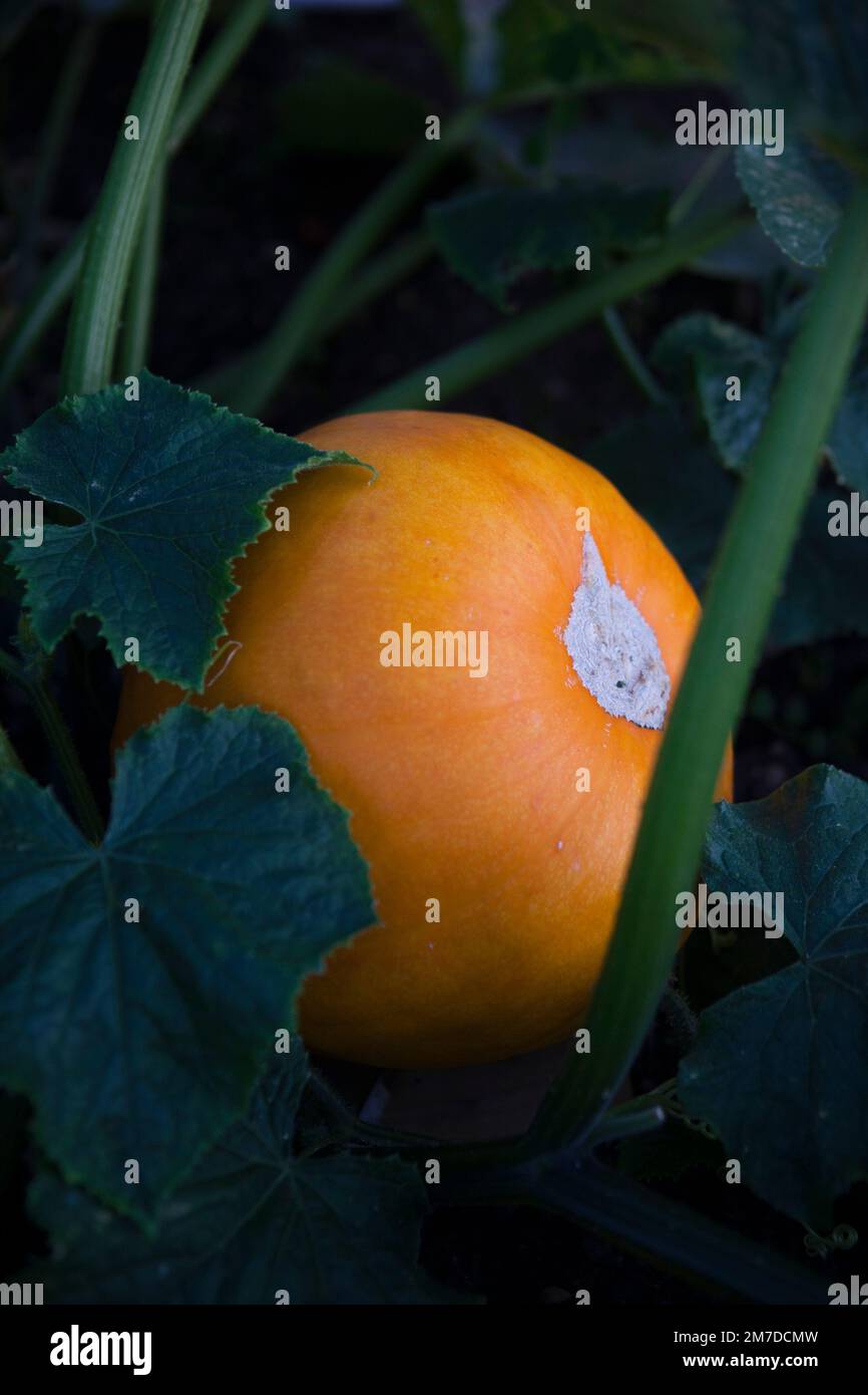 A large bright orange pumpkin sitting partially covered by its leaves in a patch in a garden in the UK. Stock Photo