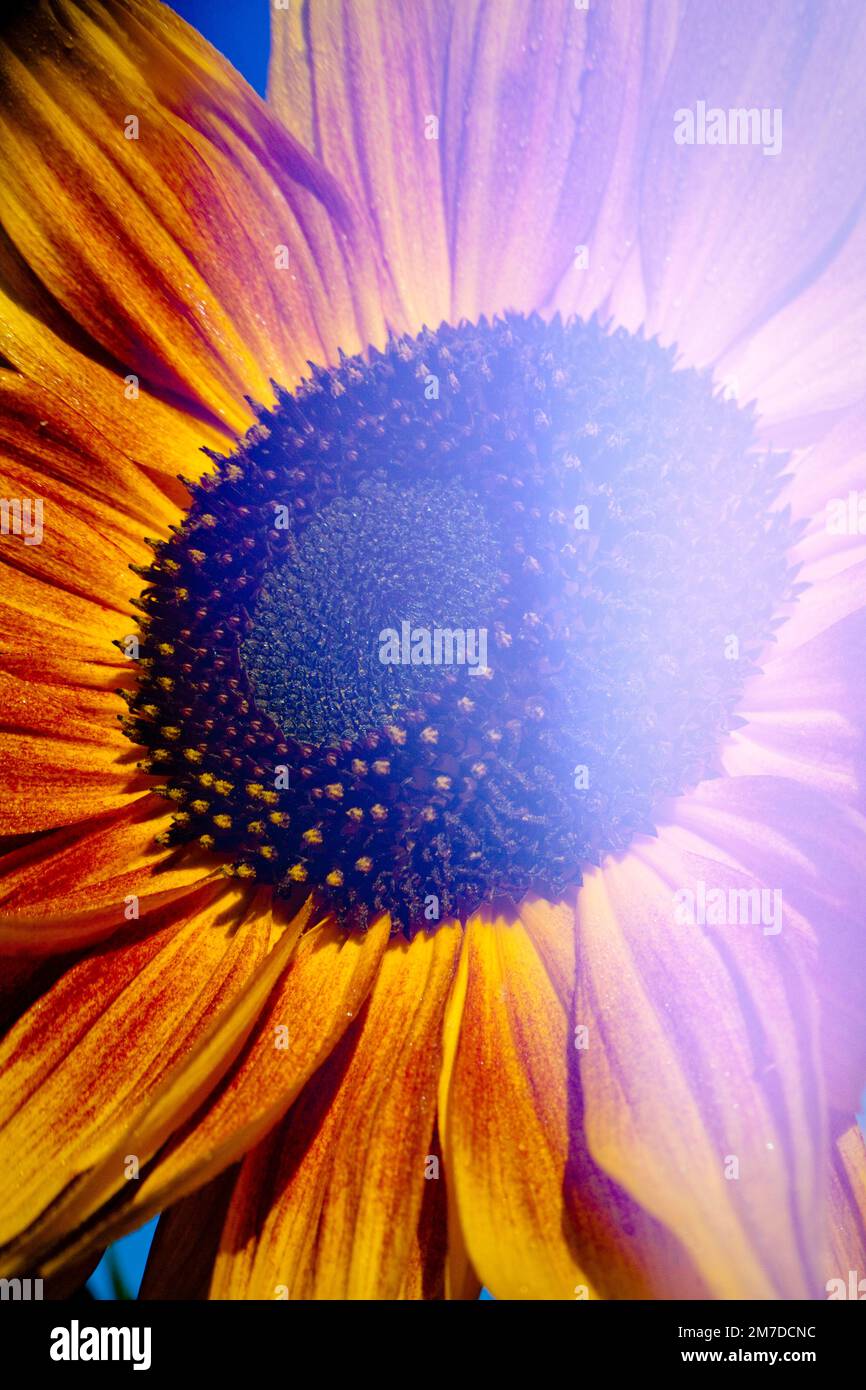 Creative sunflower hi-res stock photography and images - Alamy