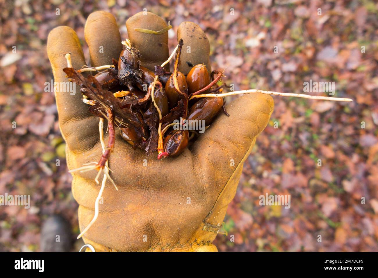 A handful / crop of last summer's ripe acorns as they germinate in fallen leaves under a French oak tree. Long single root from acorn is visible. France. (133) Stock Photo