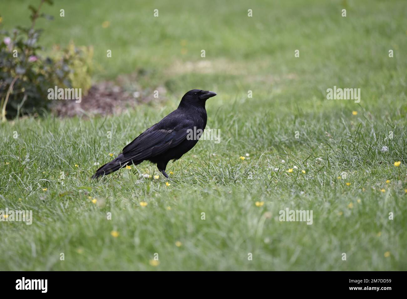 Welsh Crow Carrion Crow (Corvus corone) Standing in Right-Profile to Left of Image ...