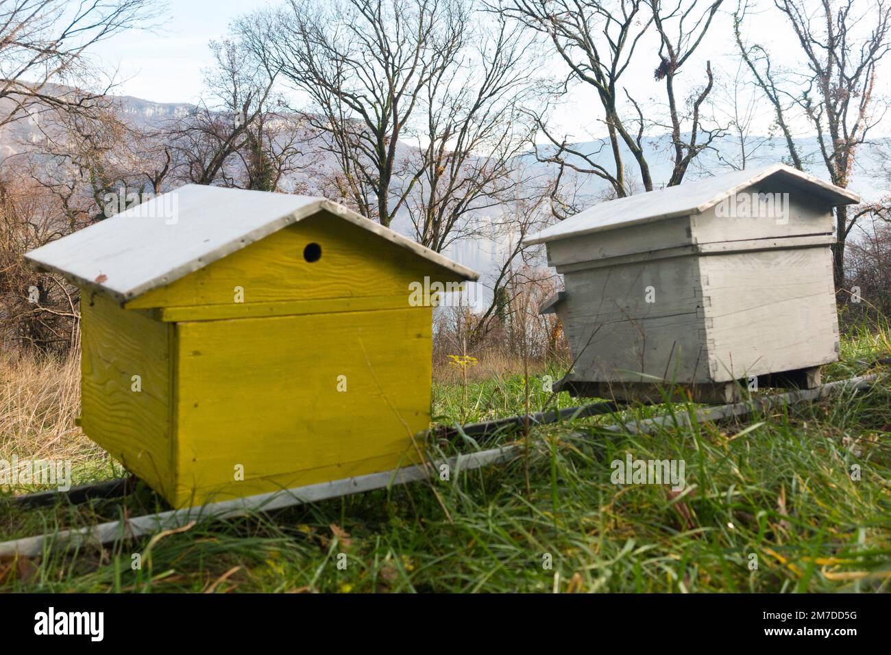 Wintering bee colony hi-res stock photography and images - Alamy