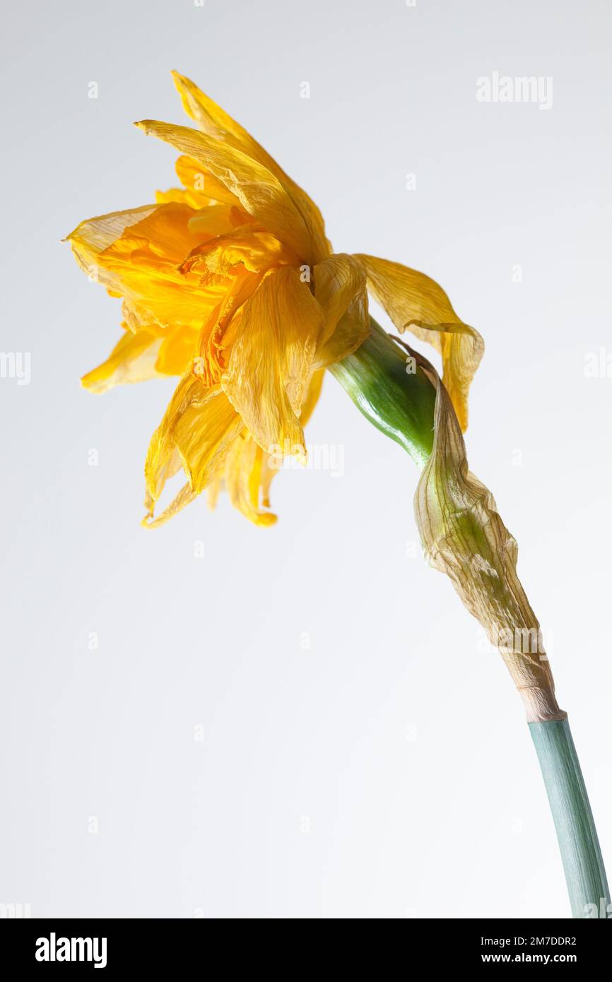 Close up detail of the dead head, dried petals and dying flower of a