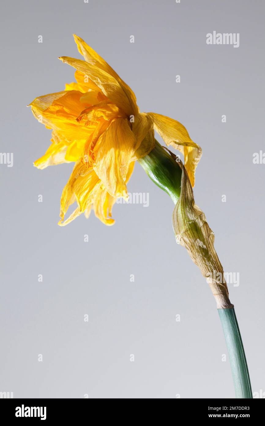 Dead daffodil flower hires stock photography and images Alamy