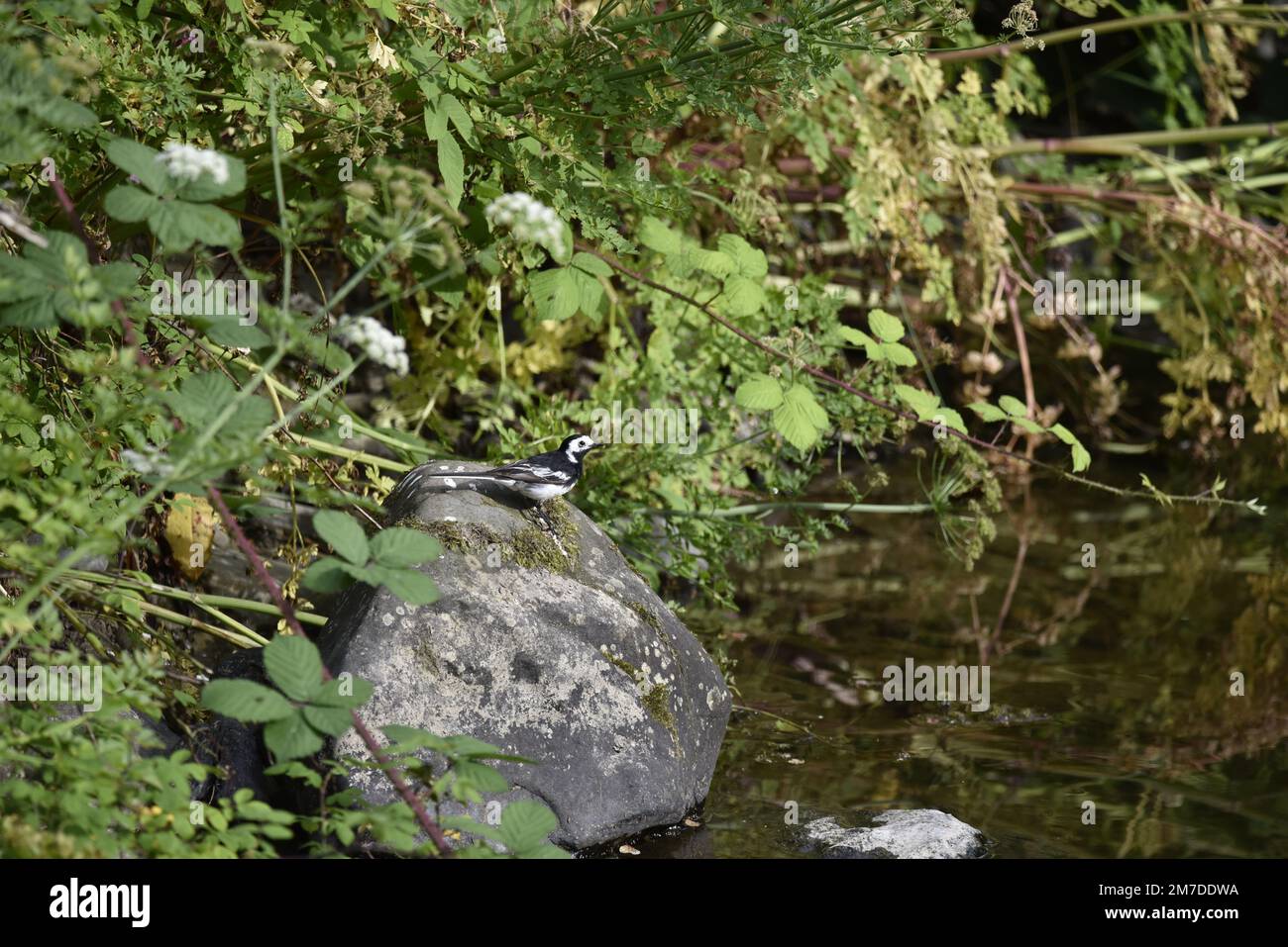 Pied Wagtail (Motacilla alba) Perched in Right-Profile on Top of a Boulder Left of Image, Looking Across River Rhiw Tributary in July in Wales, UK Stock Photo