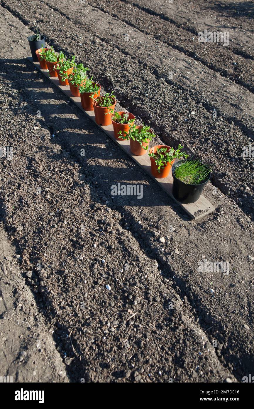 Lines of young plants in pots ready for planting out on an allotment