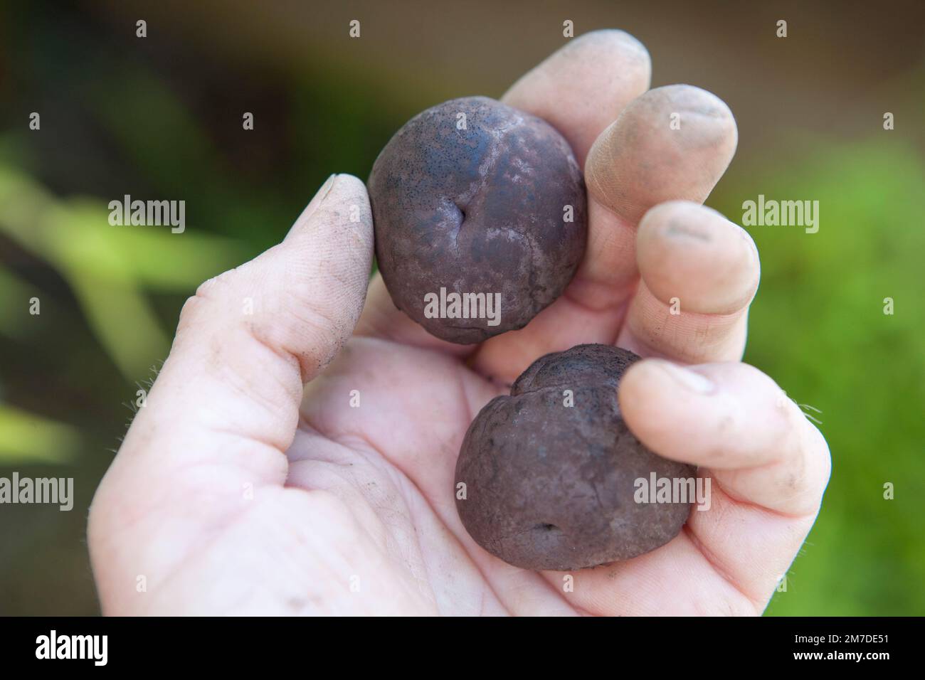 King Alfred's cakes, coal fungus or cramp balls, all names given to these black balls found on dead ash trees and are a reminder of the cakes that King Alfred is said to have burnt. Stock Photo