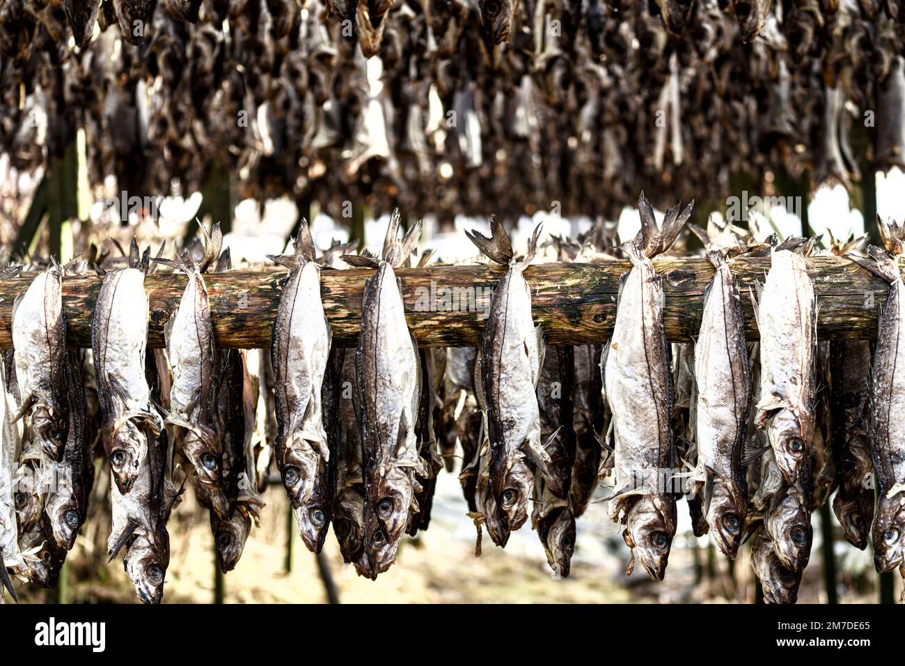 Pollock fish in a row hanging to dry on wood rack, Lofoten islands ...