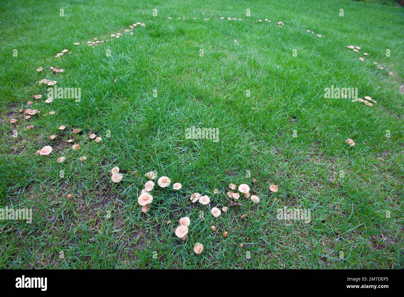 A small fairy ring of mushrooms or toadstools in a field in the UK. Stock Photo