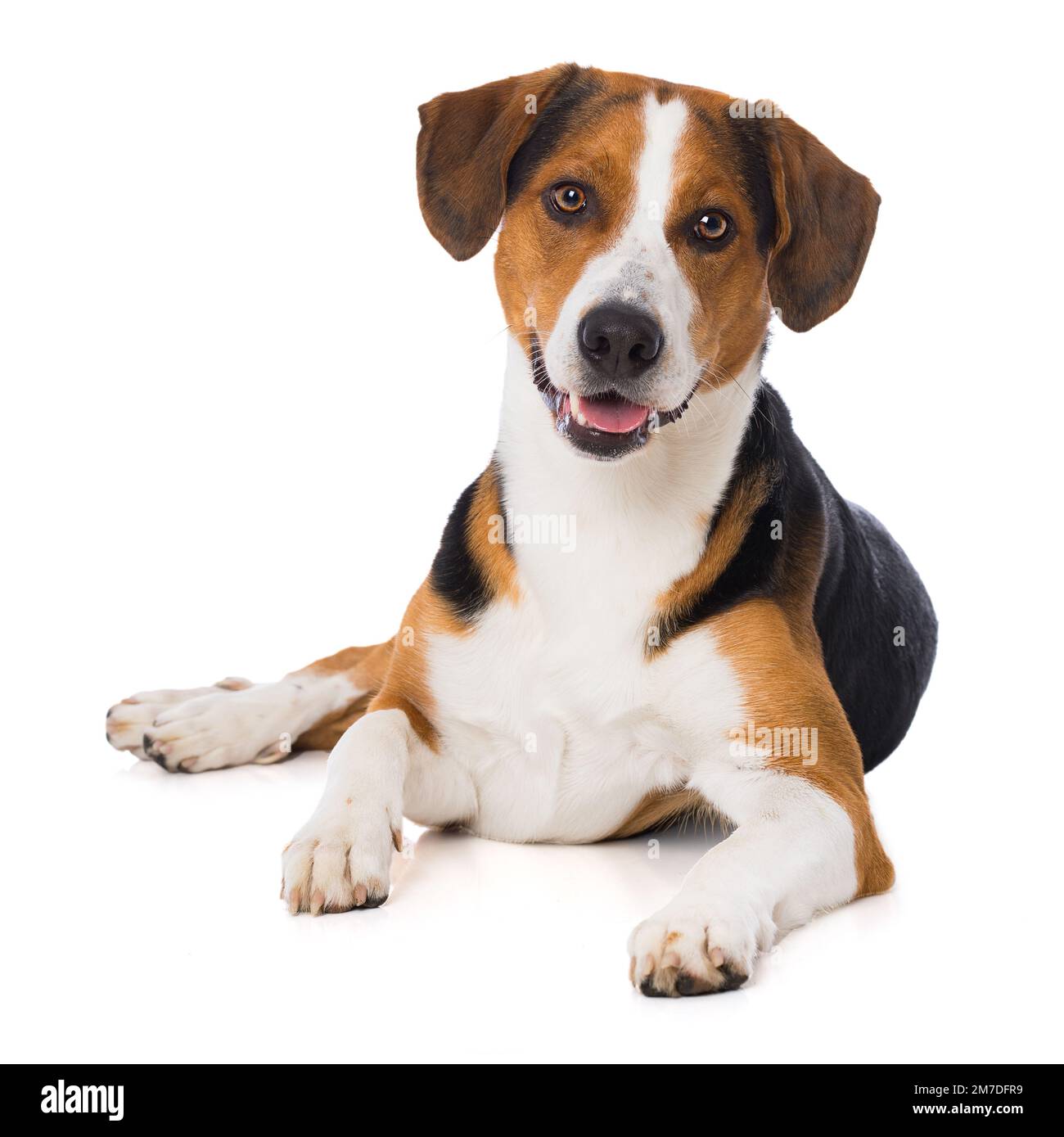 Cross breed dog isolated on white background Stock Photo - Alamy