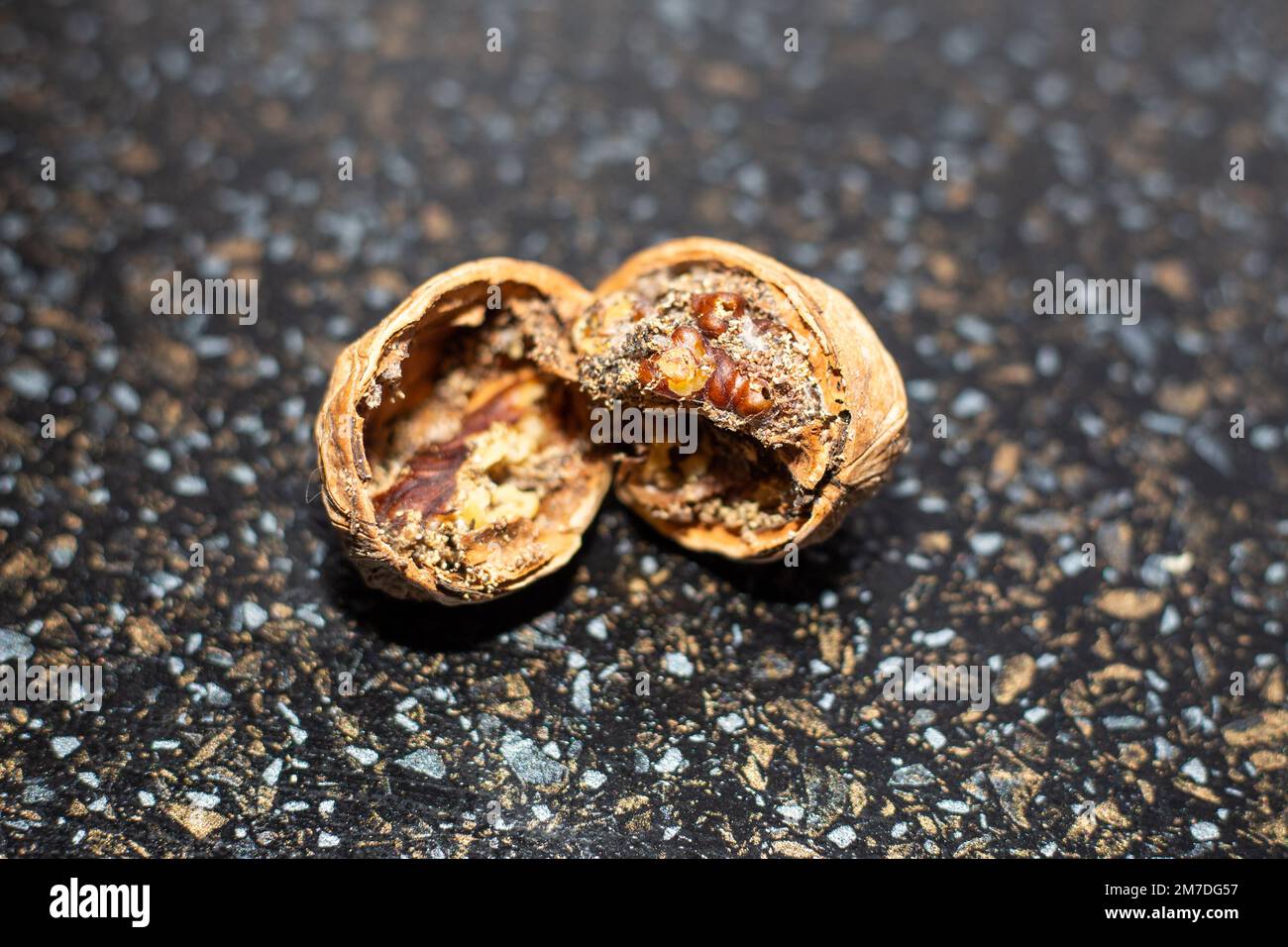 Spoiled walnuts infested by the walnut moth lie on a black table. Stock Photo