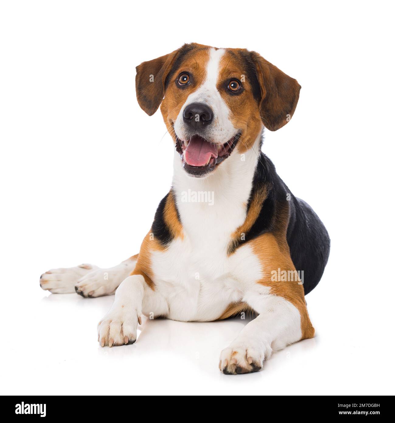 Cross breed dog isolated on white background Stock Photo - Alamy