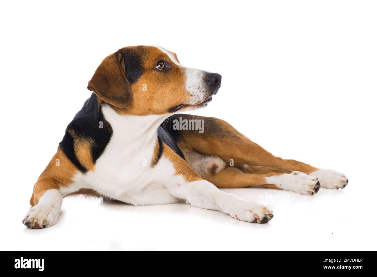 Cross breed dog isolated on white background Stock Photo - Alamy
