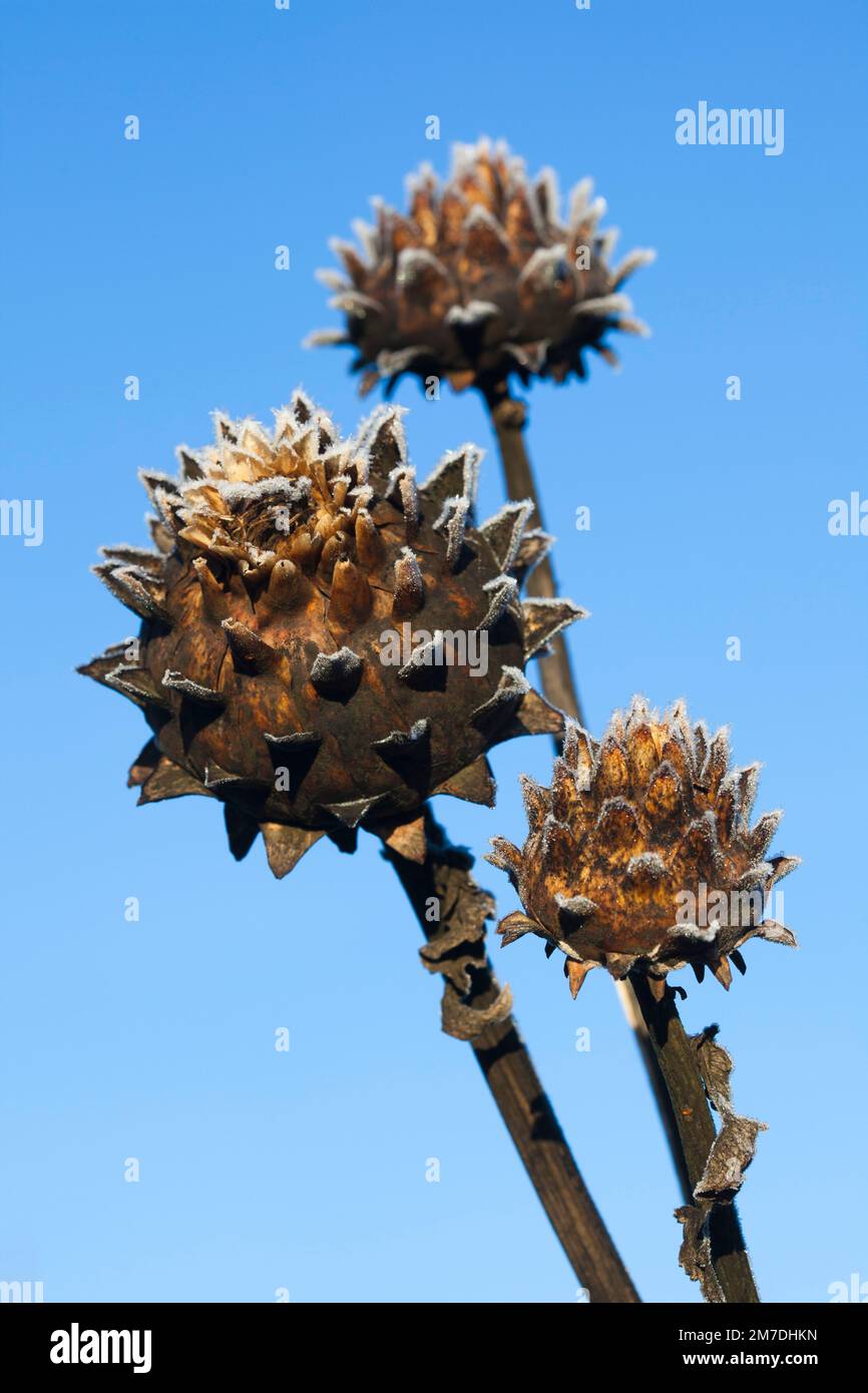 A cardoon plant dead and covered in early mornign frost crystals that coats the artichoke like heads. Stock Photo