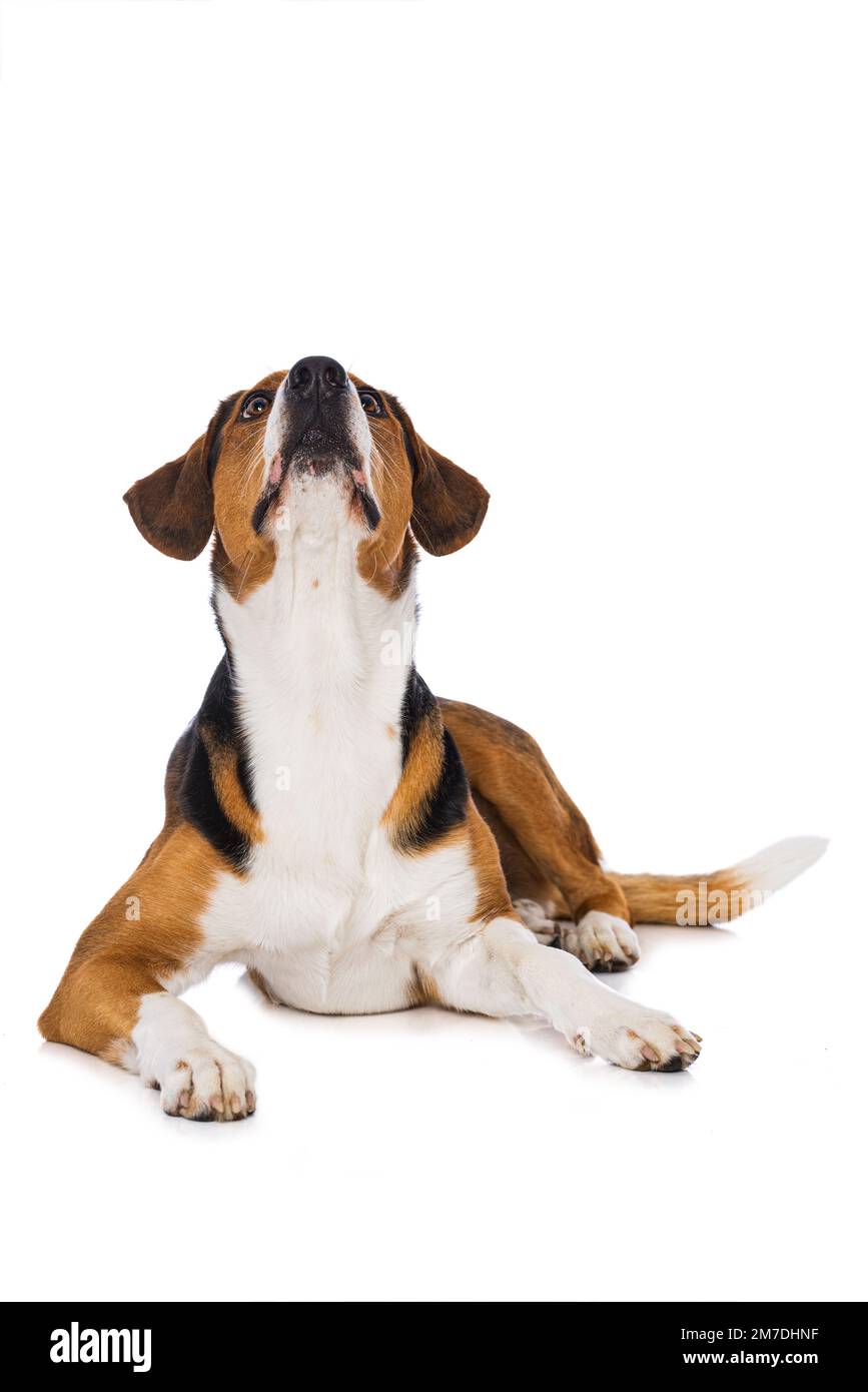 Cross breed dog isolated on white background Stock Photo - Alamy