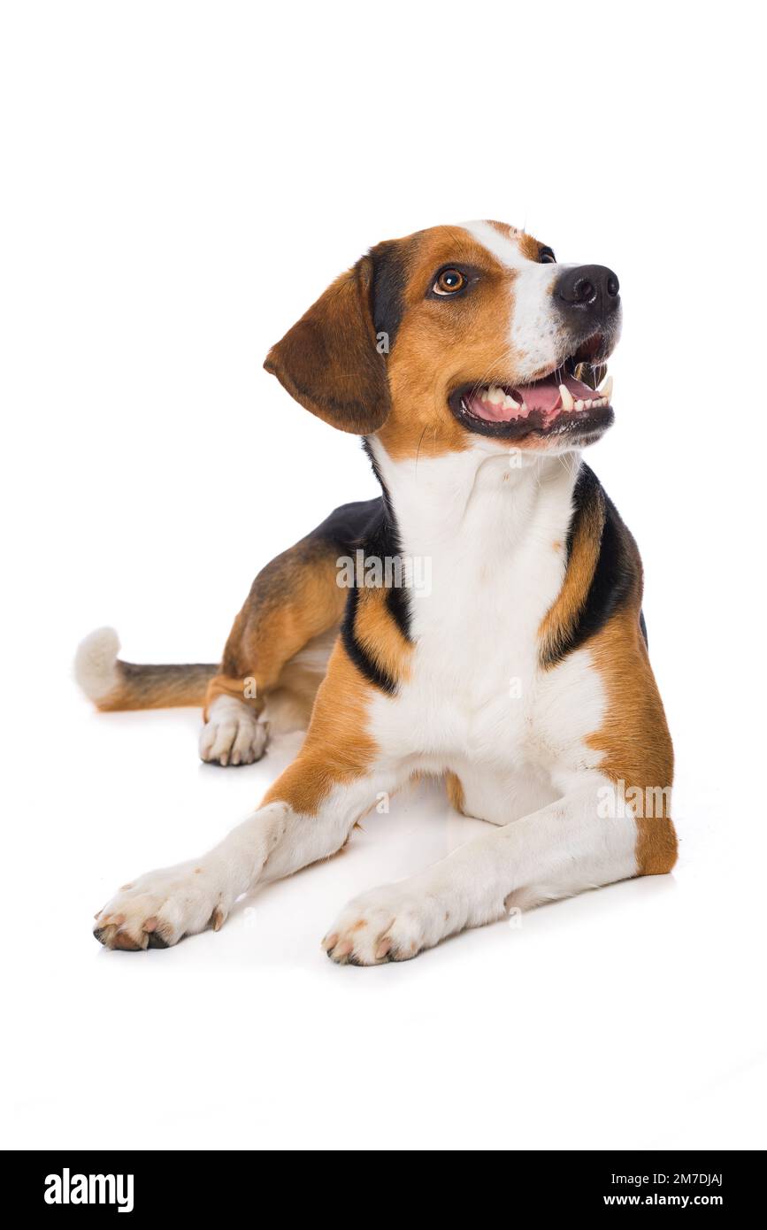 Cross breed dog isolated on white background Stock Photo - Alamy