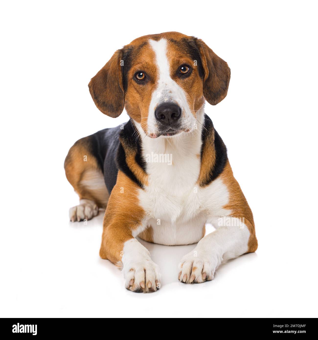 Cross breed dog isolated on white background Stock Photo - Alamy