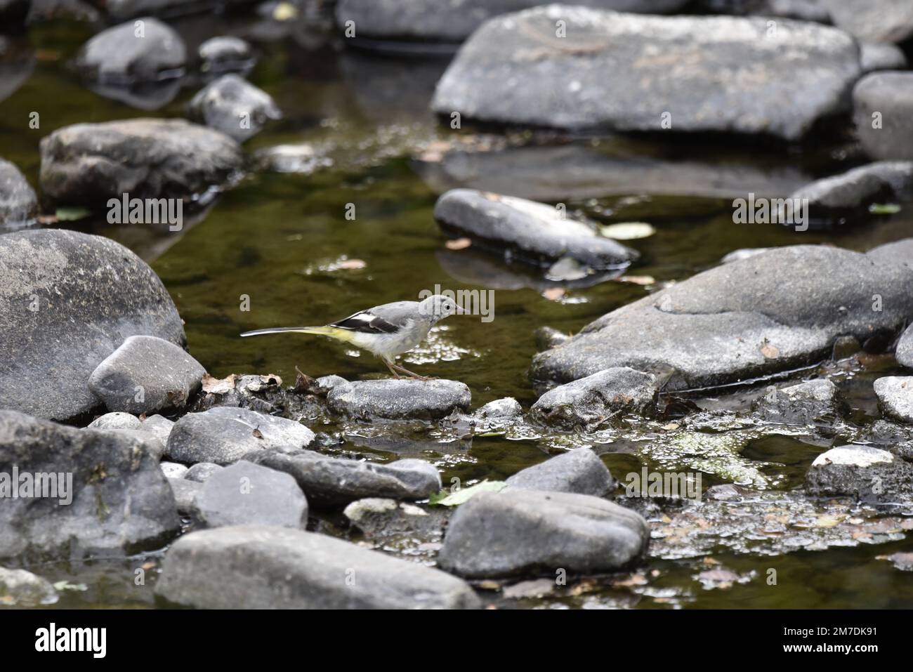 Female Grey Wagtail (Motacilla cinerea) Standing on Top of a Stone on River Rhiw Tributary, in Right-Profile Amongst Pebbles and Shallow Water, UK Stock Photo