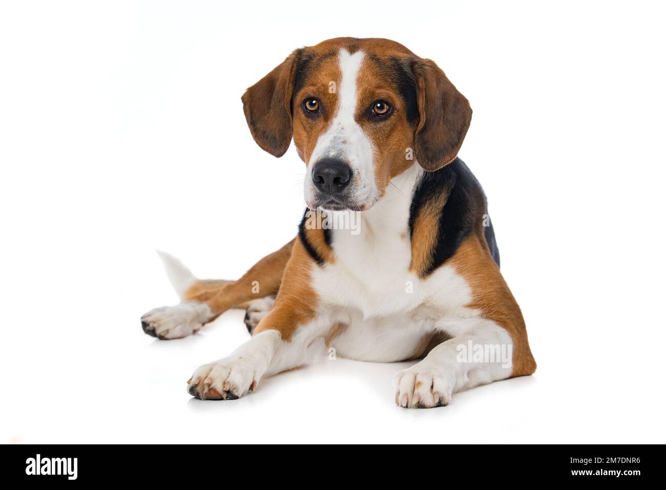 Cross breed dog isolated on white background Stock Photo - Alamy