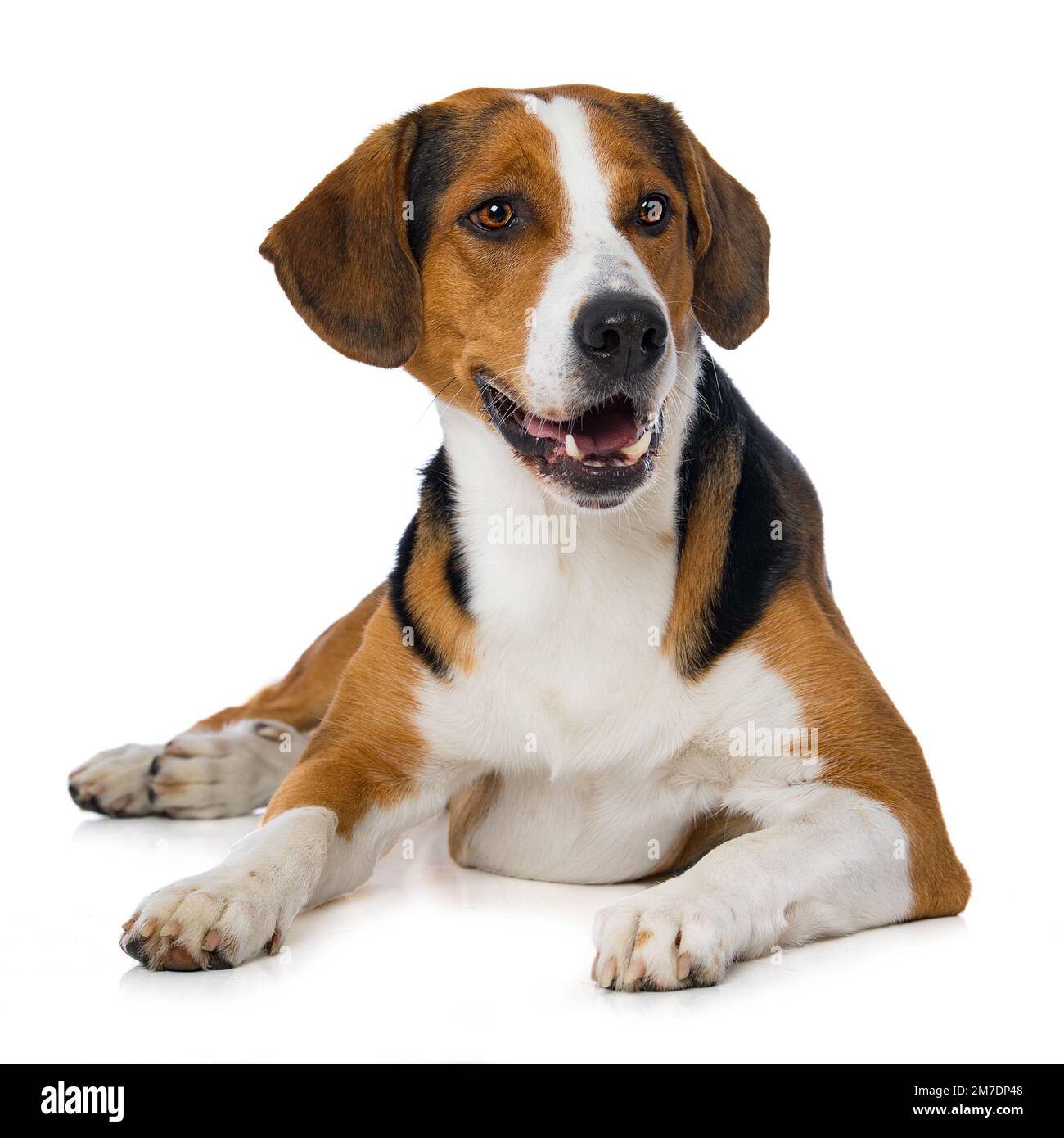 Cross breed dog isolated on white background Stock Photo - Alamy