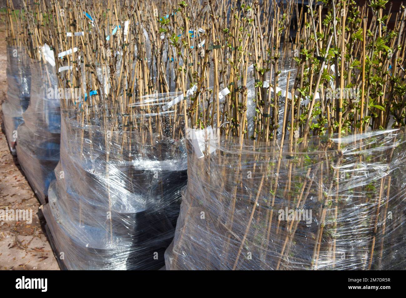 Young tree saplings on pallets waiting to be delivered and planted