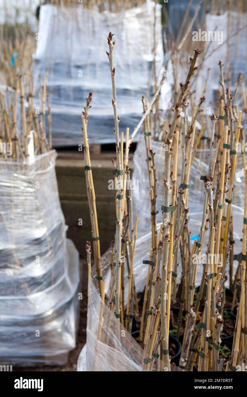 Young tree saplings on pallets waiting to be delivered and planted