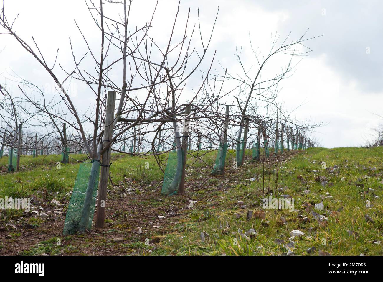 Fruit Tree Line Rows Growing in straight lines hi-res stock photography and images - Alamy
