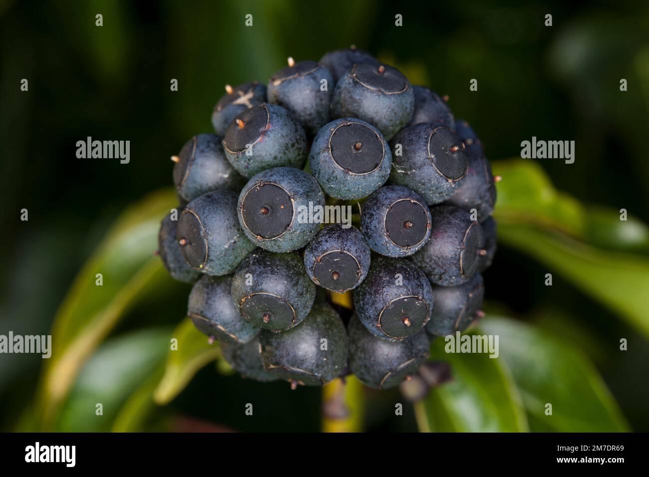 Close up picture of the seed head of an ivy plant shwoing the umble of clustered black berry like fruits. Stock Photo