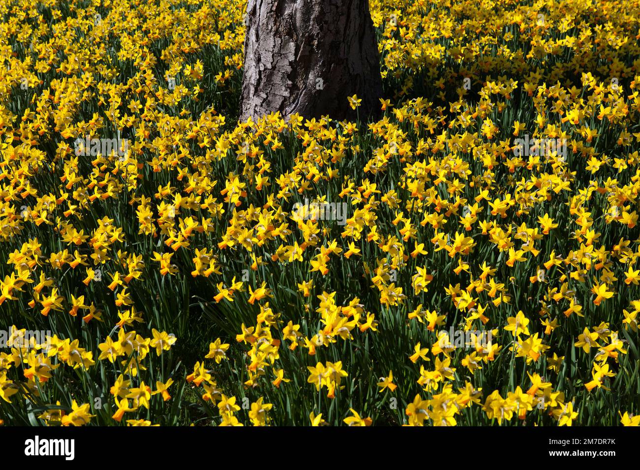 A huge planting of daffodils glowing in the spring sunshine underneath