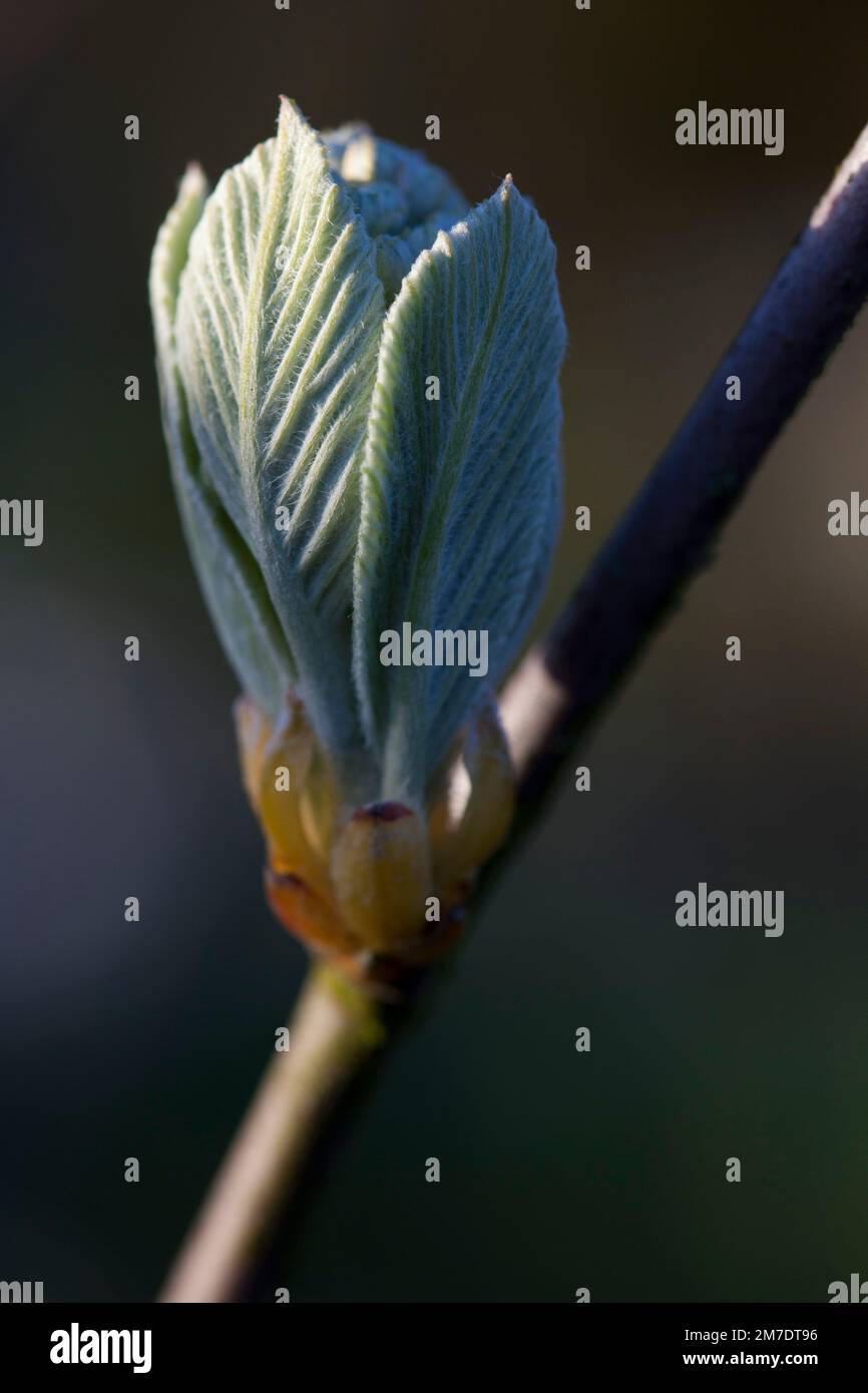 The tight buds of a small fruit tree start to open in the spring
