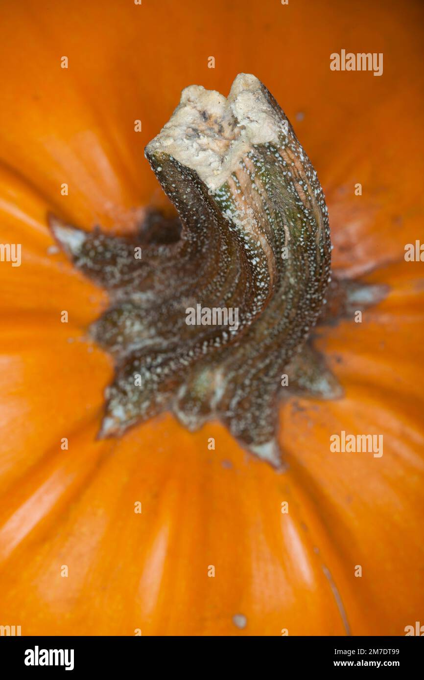 Close up detail of the stalk and thick orange skin of a pumpkin. Stock Photo