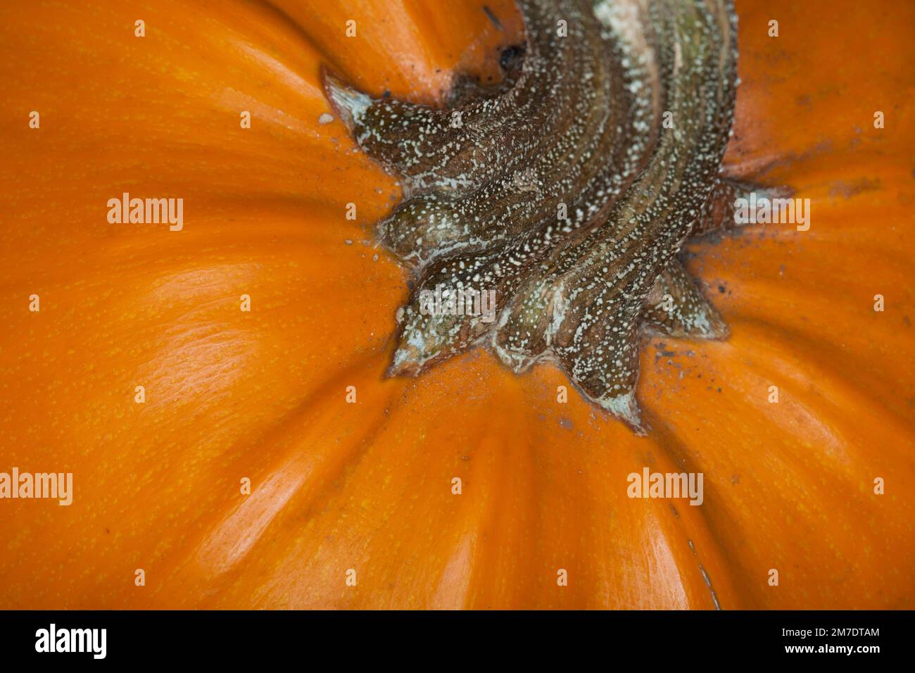 Close up detail of the stalk and thick orange skin of a pumpkin. Stock Photo