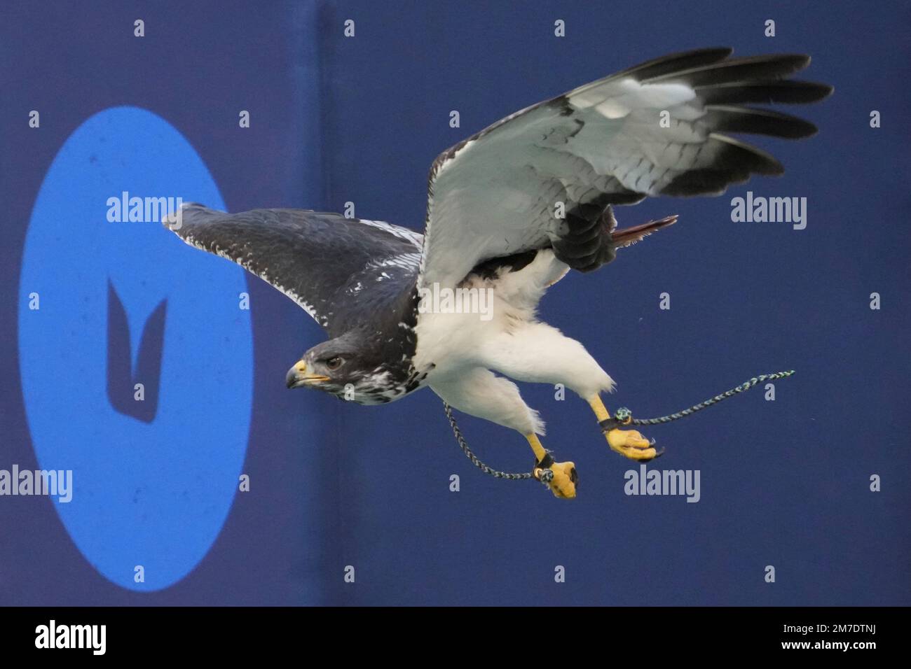 Taima, an Auger hawk that is the Seattle Seahawks live mascot, flies before an NFL football game against the New York Jets, Sunday, Jan. 1, 2023, in Seattle