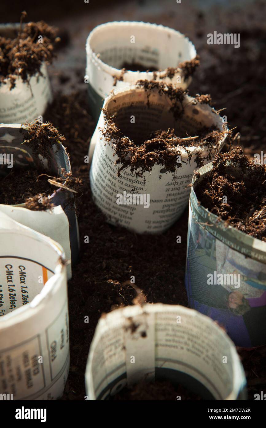 Home made plant pots for seedlings, made from old recycled newspapers