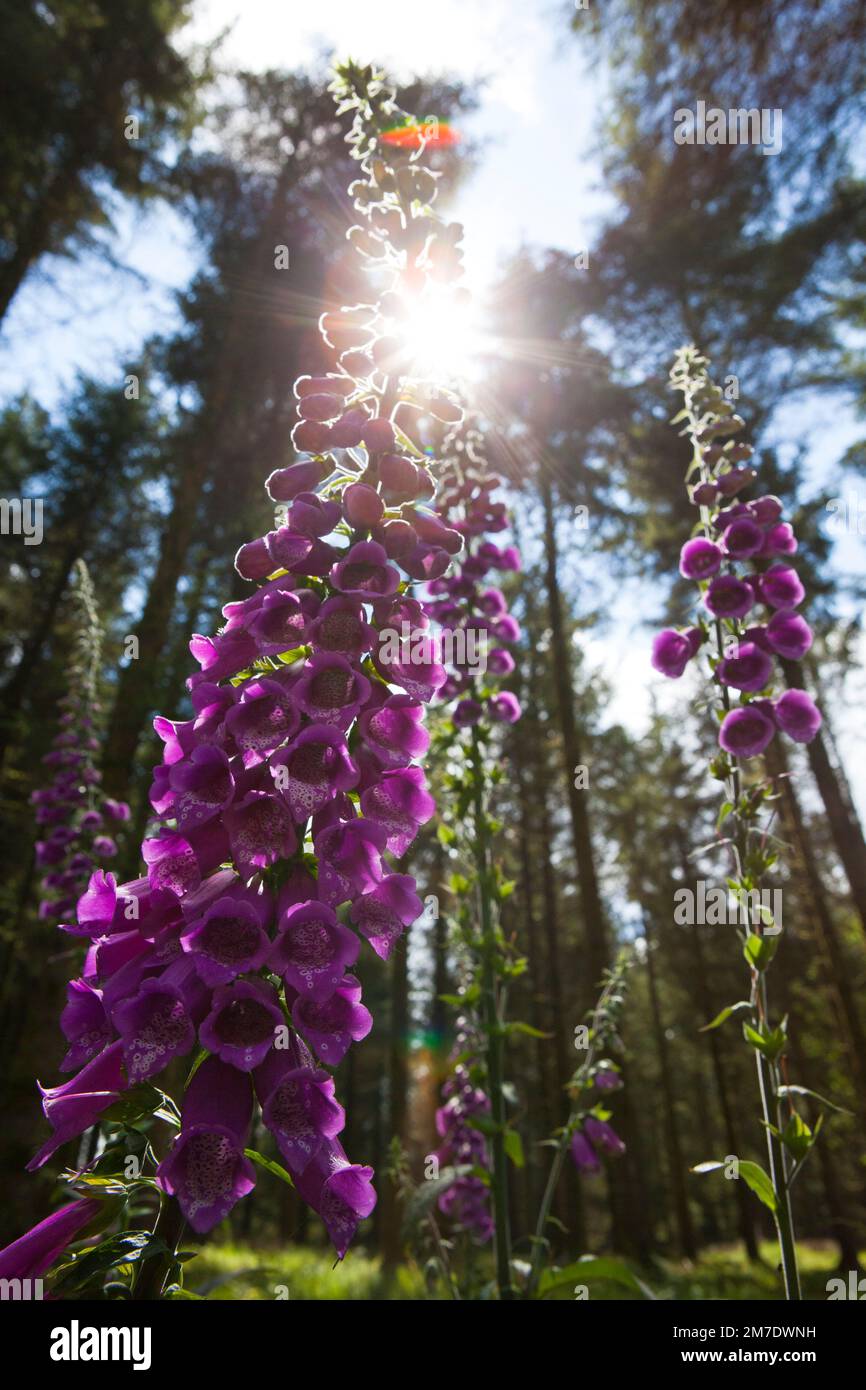 Spires of pink wild fox glove flowers in aforest clearing in Wales. Lit ...