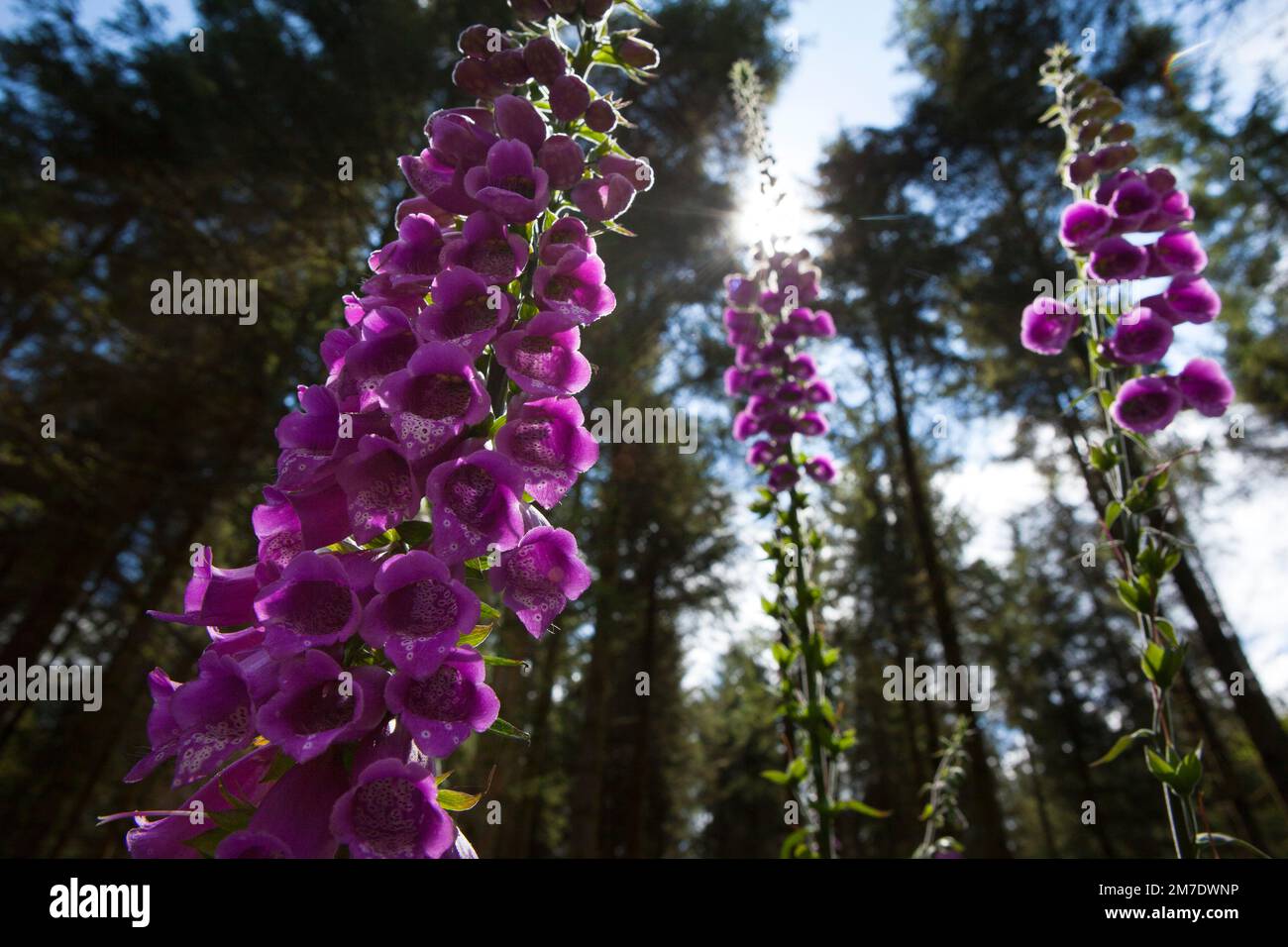 Spires of pink wild fox glove flowers in aforest clearing in Wales. Lit ...