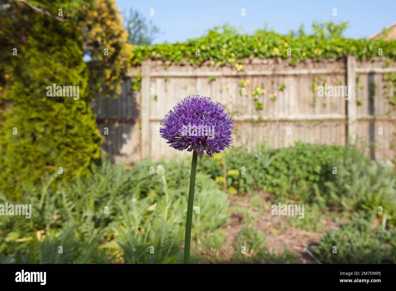 A tall purple alium flower on the end of a long stalk, the only one in the agrden stands alone. Stock Photo