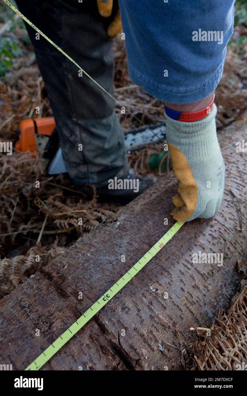 A mans hand measuring cut trees, timber in a forest Stock Photo Alamy