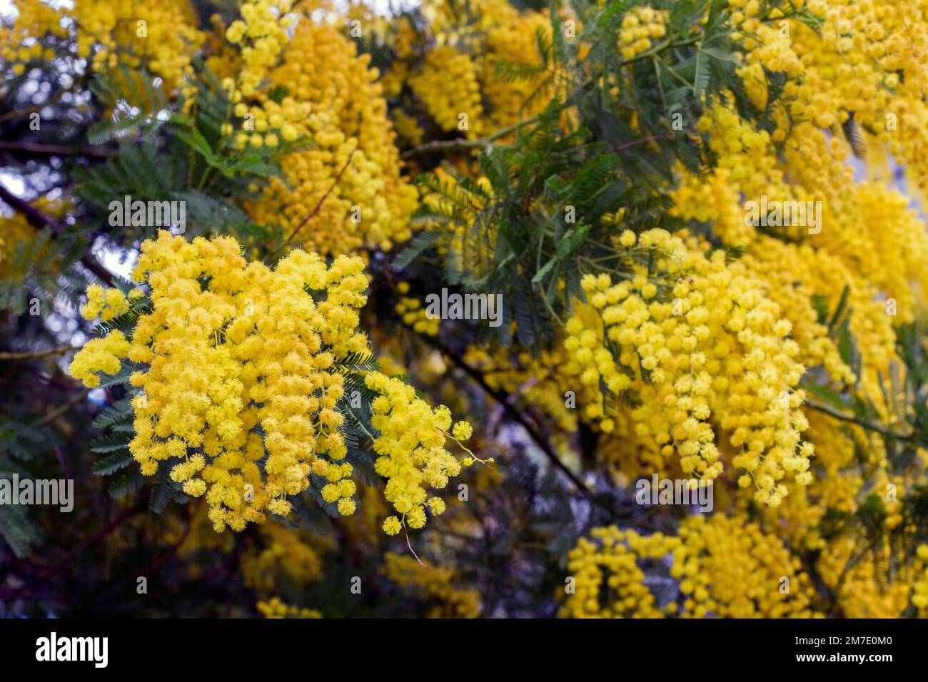 Mimosa in bloom in Occitania. France Stock Photo Alamy