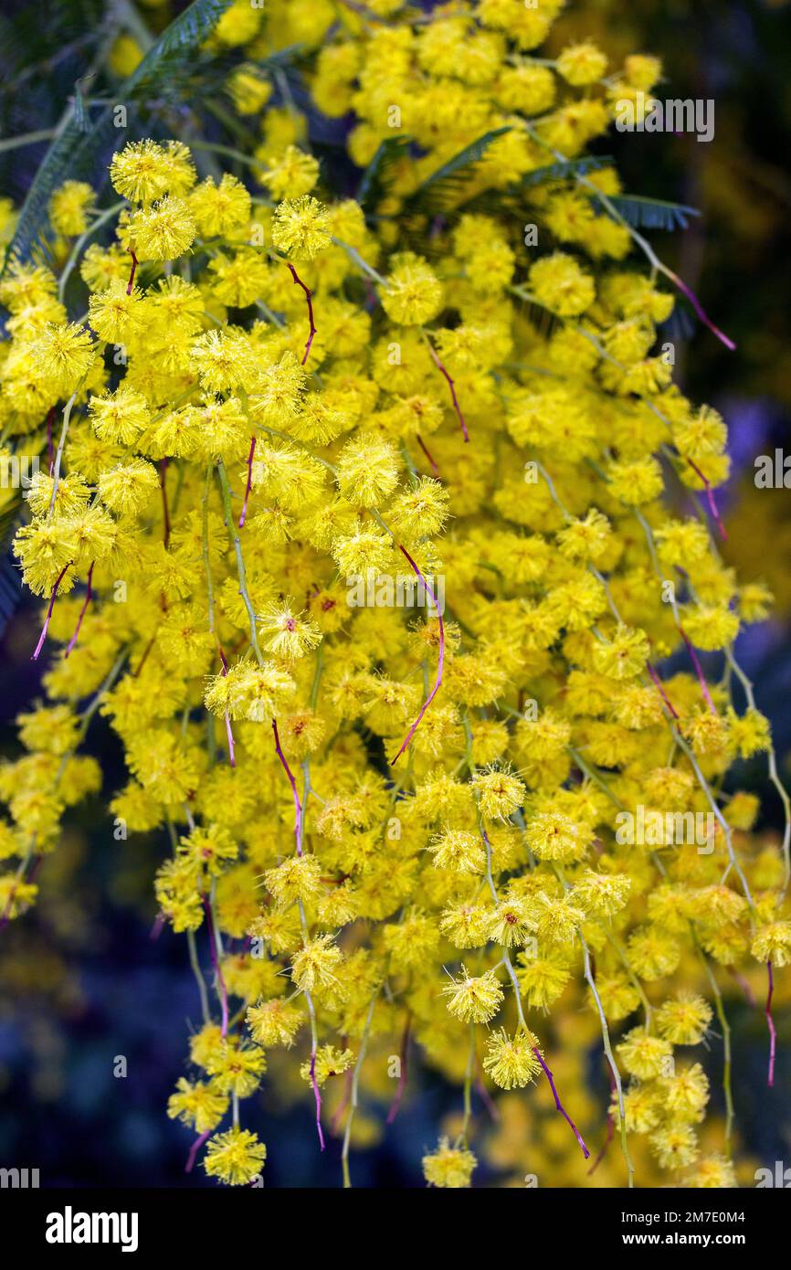 Mimosa in bloom in Occitania. France Stock Photo Alamy