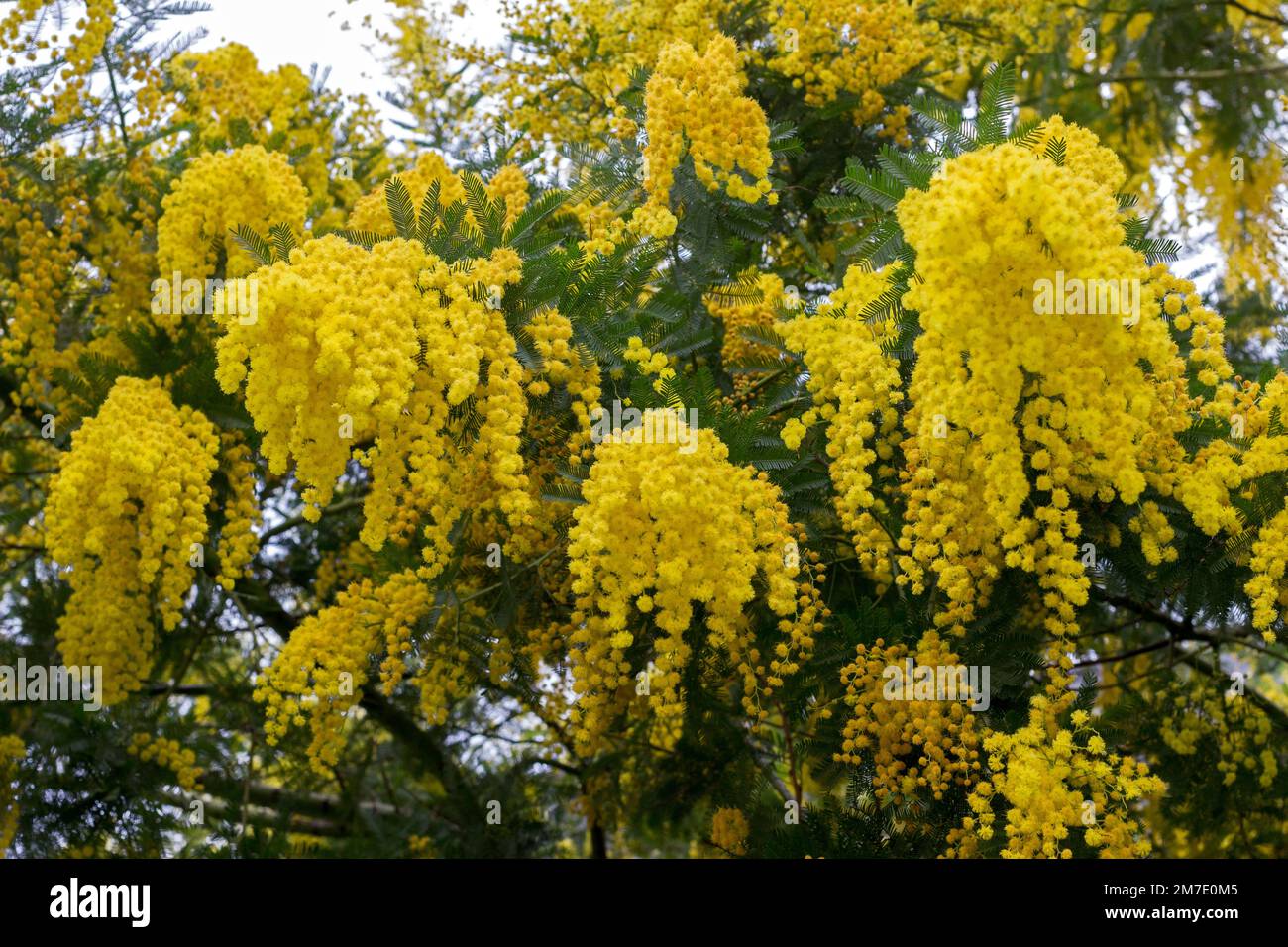 Mimosa in bloom in Occitania. France Stock Photo Alamy