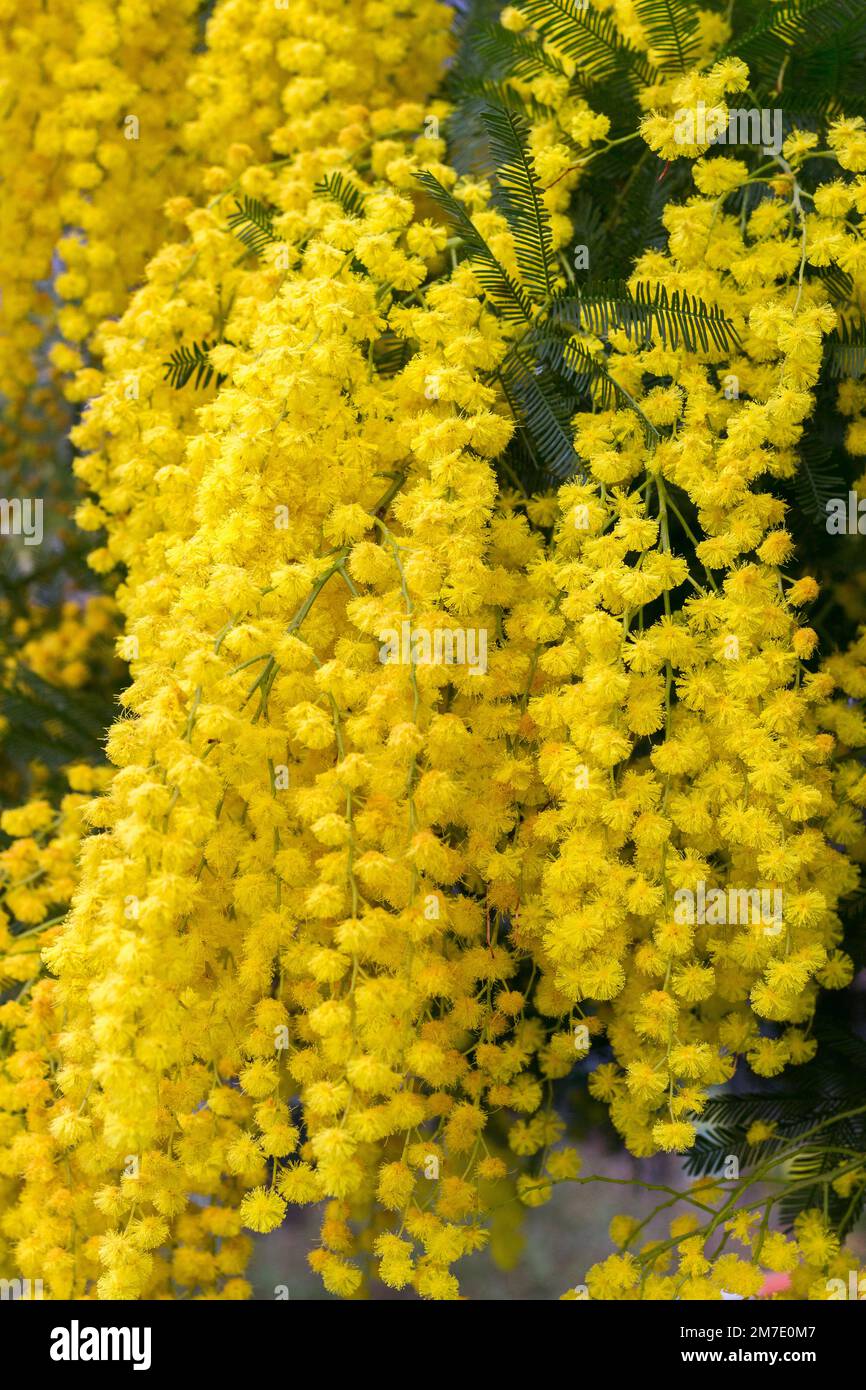 Mimosa in bloom in Occitania. France Stock Photo Alamy