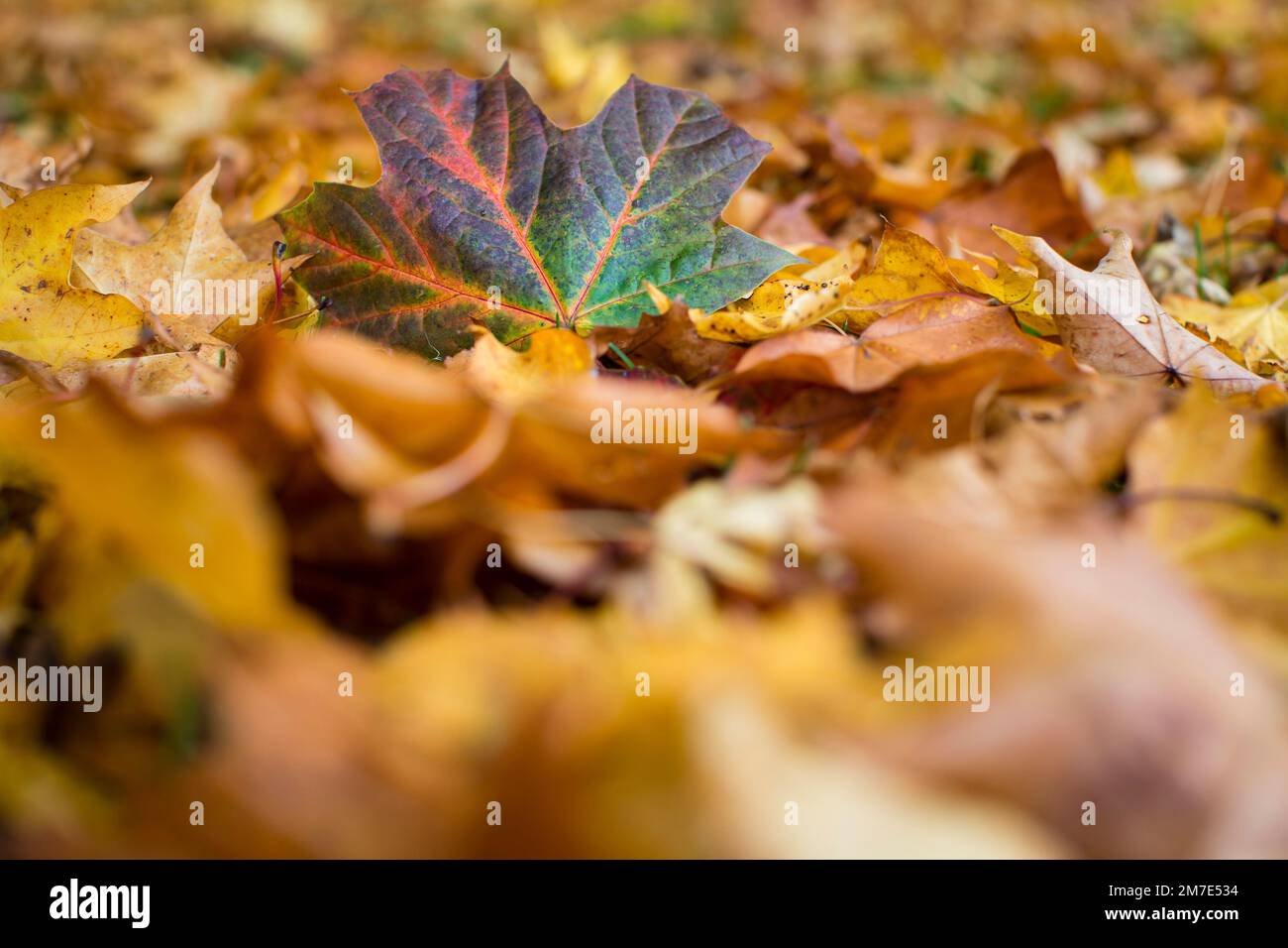Colourful autumn leaves lying on the ground Stock Photo - Alamy