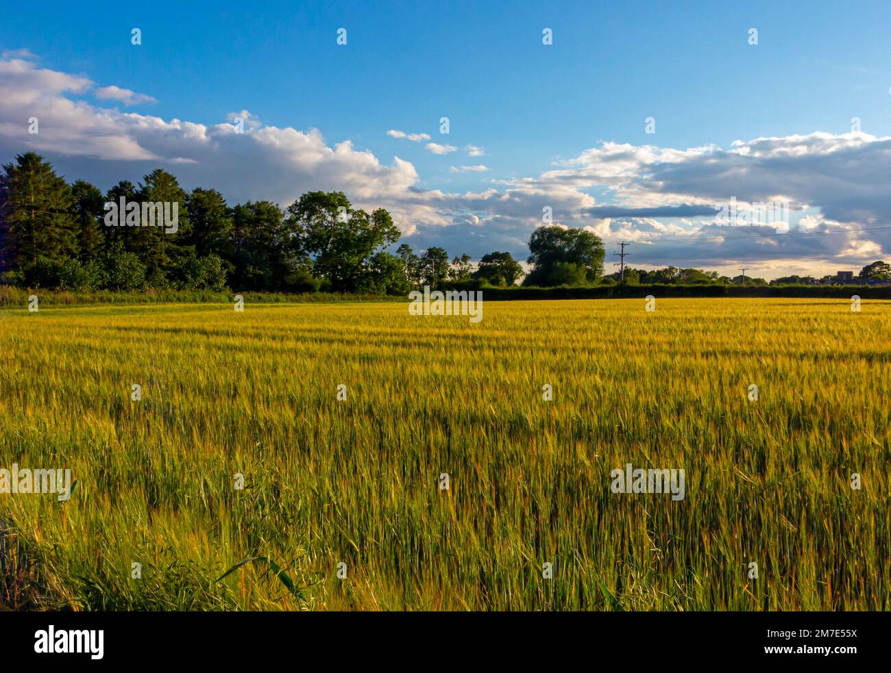 Cereal crop growing on an arable farm with blue sky and clouds above in summer Stock Photo Alamy