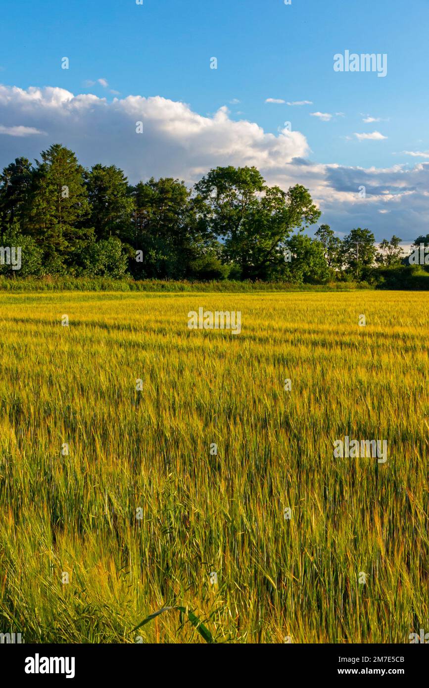 Cereal crop growing on an arable farm with blue sky and clouds above in summer Stock Photo Alamy